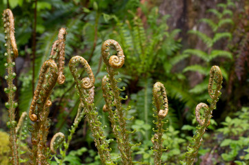 Fern fronds unfolding