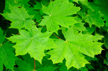 Green Maple Leaves