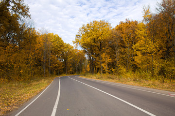 curving autumn road in forest
