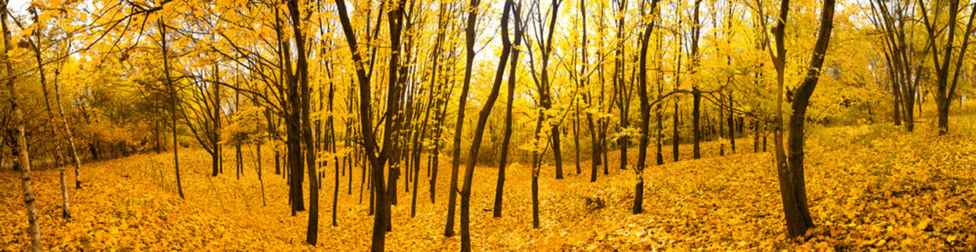 Fototapeta autumn forest panorama