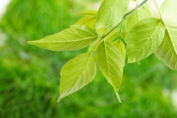 green leaves