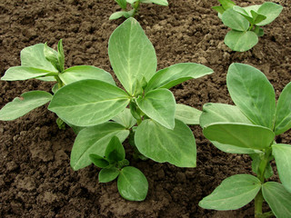 beans seedlings