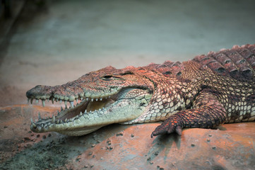 croc