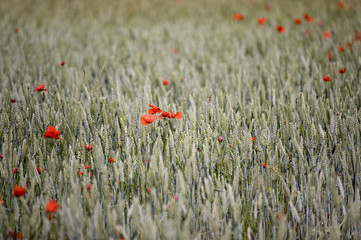 poppies in the field