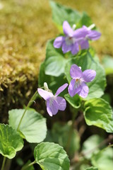 タチツボスミレ