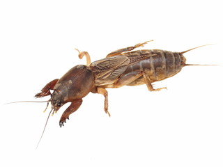 Mole cricket isolated on white background (Gryllotalpidae)