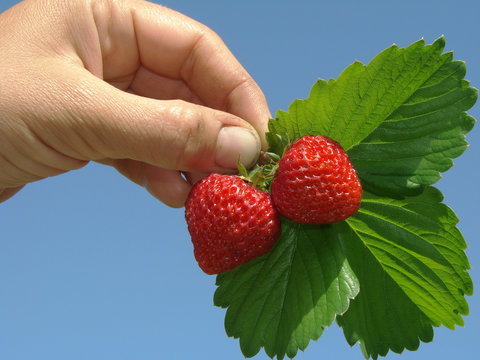 Human Fingers Holding Ripen Strawberry Fruits With Leaves