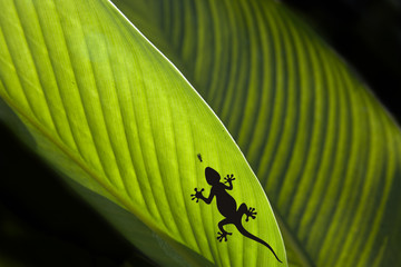 Silhouette of a Gecko and a fly on a leaf
