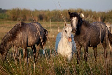 Camargue Pferde