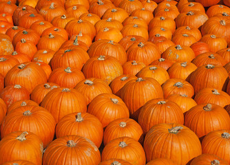 Colorful pumpkins