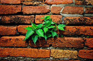 little tree on bricks wall