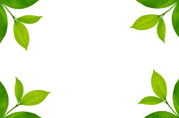 Green leaf frame isolated on white background