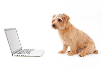 ノートパソコンとノーフォークテリア
