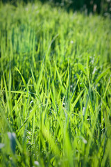 Grass
