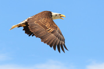 Weisskopfseeadler, Bald Eagle