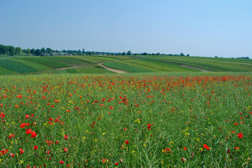 Field in Ukraine