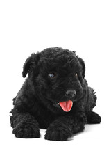 Little hungarian Puli Dog