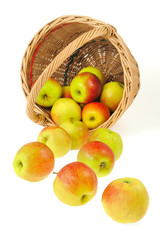 Fresh apples spilling out of basket - isolated. Clipping path.