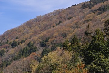 早春の山