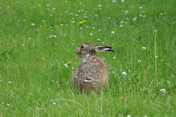Rabbit chewing a flower