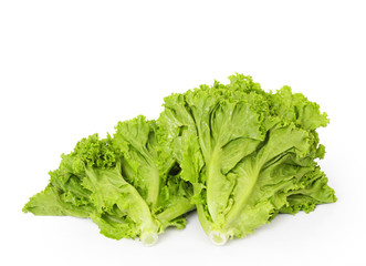 Lettuce on a white background