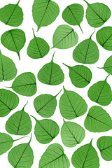 Skeletal leaves on white - background. Clipping path included.