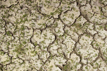 Dry soil mosaic.