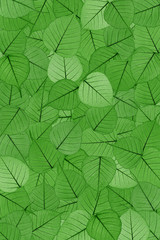 Green skeletal leaves - background - collage