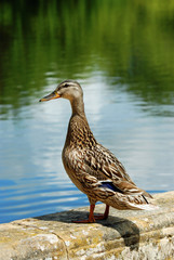 Black duck closeup