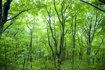 新緑の森林