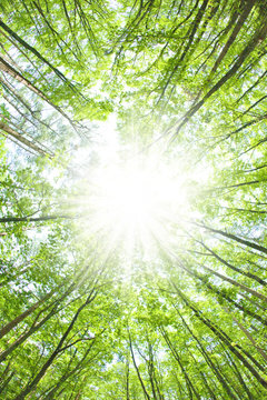 新緑の森と光芒