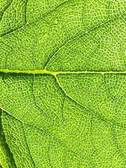 Green leaf texture, macro. 3