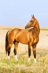 golden akhal-teke stallion portrait in summer