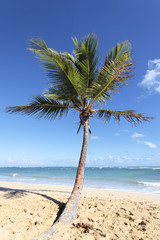 beautiful caribbean beach with palm trees in summer