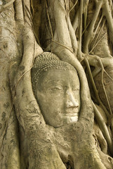 the head of the sandstone buddh