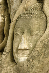 the head of the sandstone buddha