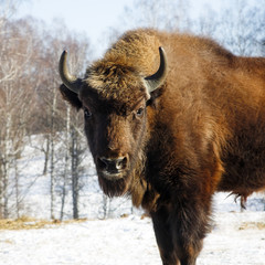 wild bison