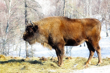 wild bison © Vasiliy Koval