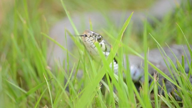 Ringelnatter (Natrix natrix)