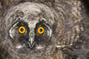Young long-eared owl (Asio otus)