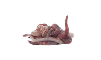 Worms