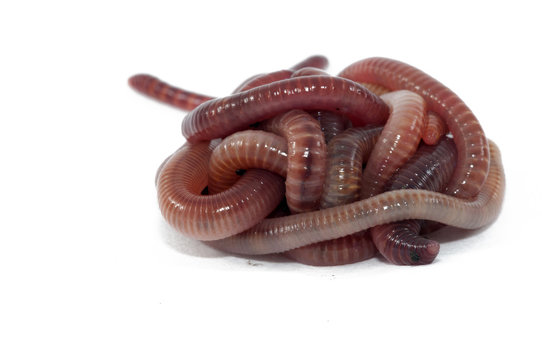 Worms