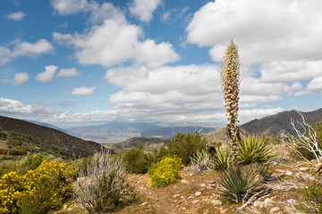 Desert Scenery in Anza-Borrego Desert State Park