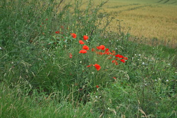 coquelicot