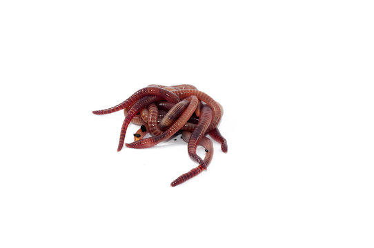 Worms