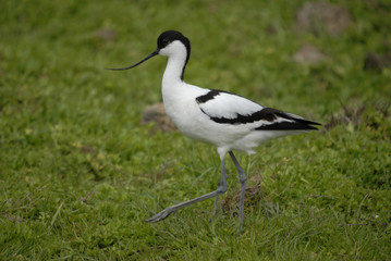 avocette
