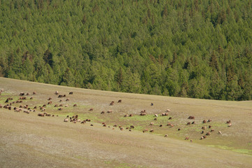 Obraz premium 夏季草原风光