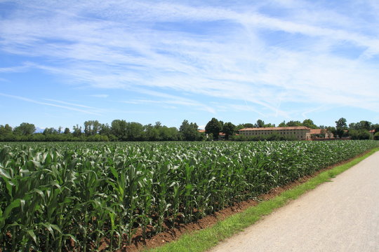 Campi in Castellazzo,Bollate