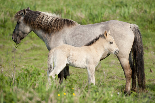 Wild filly with his mother are enjoying the sun