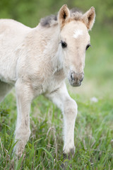 Wild filly walking around